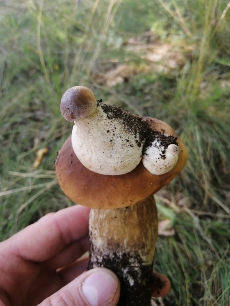 Грибы растущие на термитниках