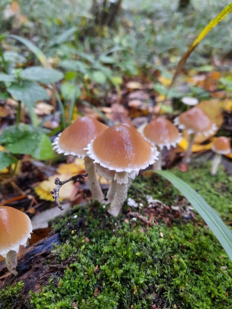 Съедобные грибы редкие