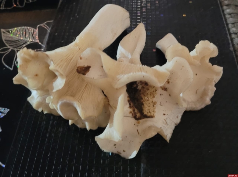 Лисичка альбинос