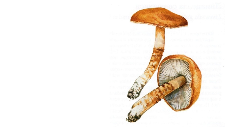 Limacella subfurnacea