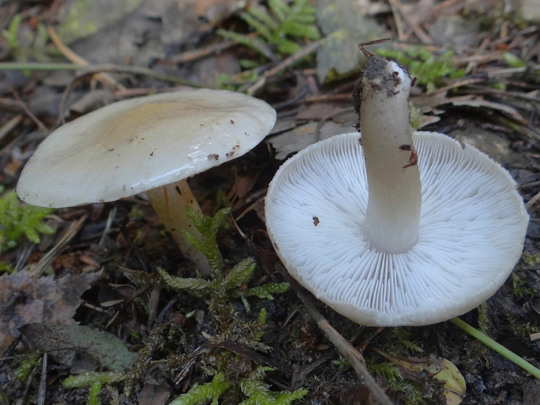 Лимацелла клейкая гриб