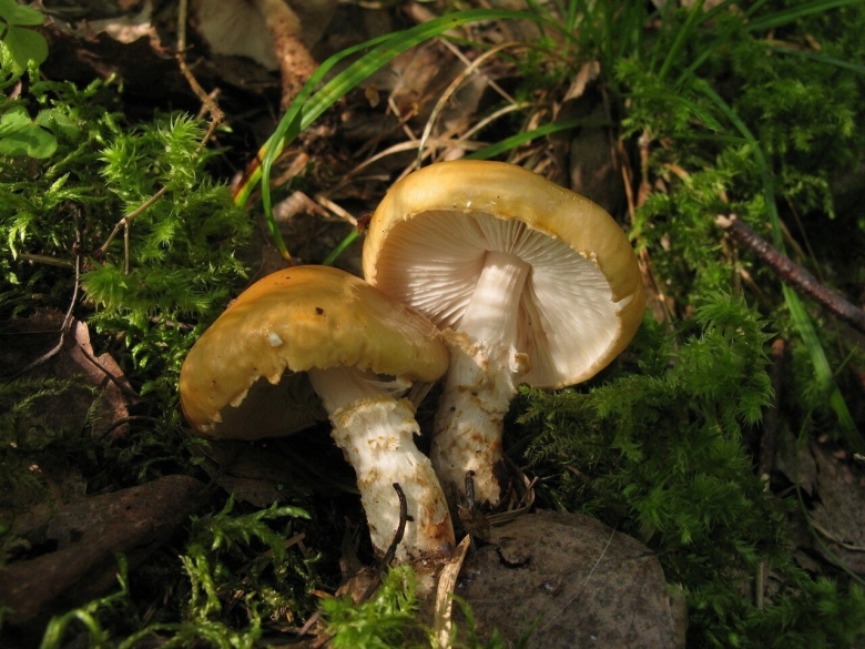 Лимацелла клейкая гриб