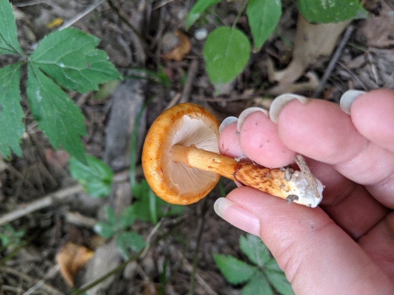 Лимацелла масляная