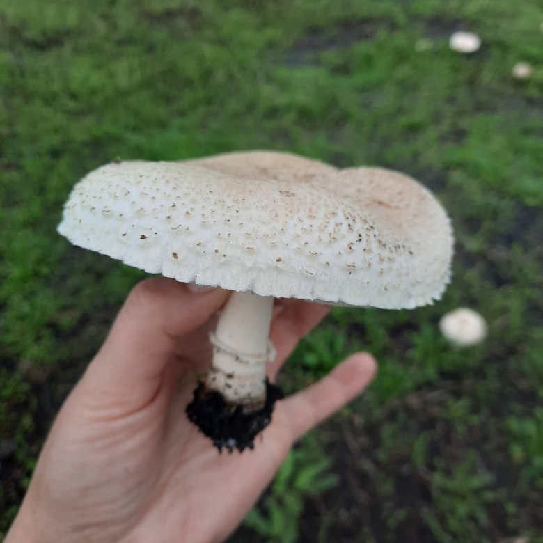 Узнать что за гриб по фото