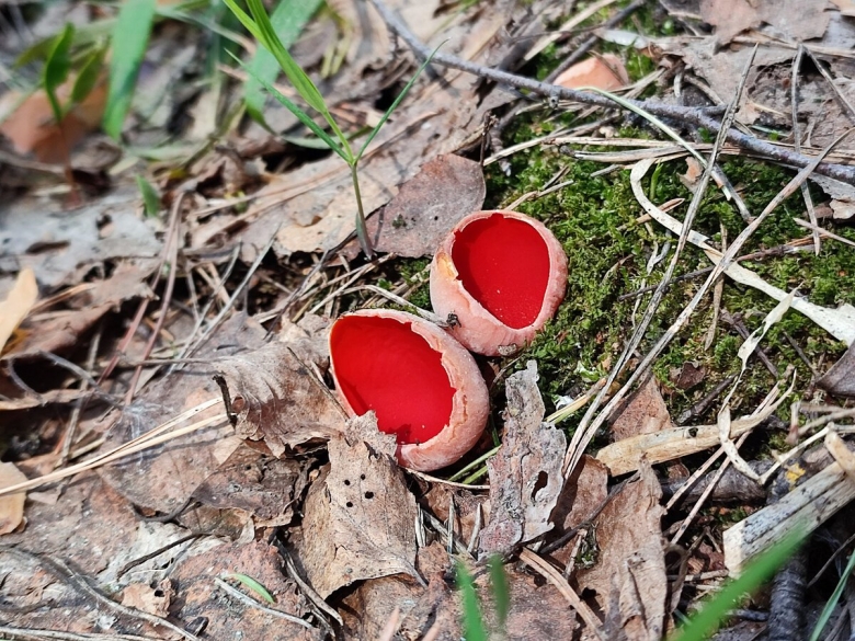 Саркосцифа австрийская
