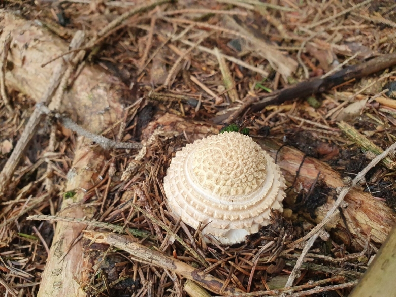 Гриб лепиота гребенчатая