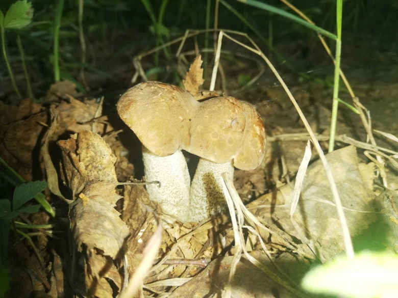 Подберезовик фото