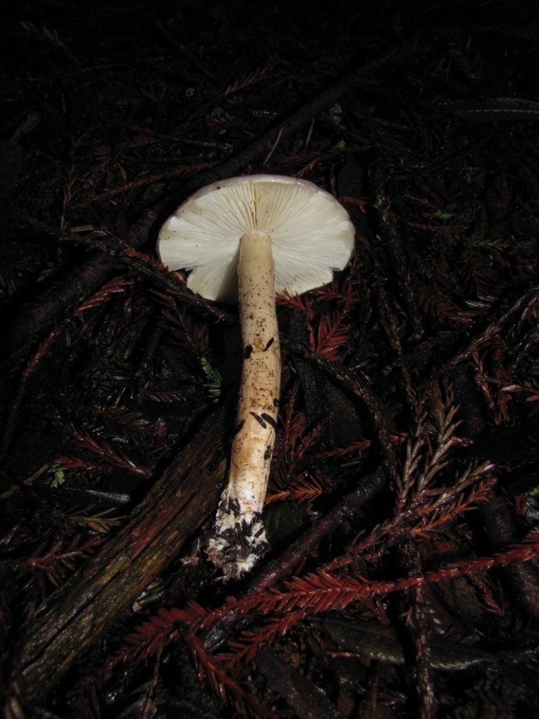 Лимацелла клейкая