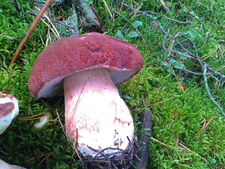 Королевский белый гриб фото