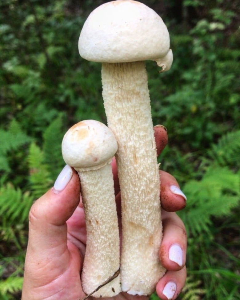 Подберёзовик болотный съедобный