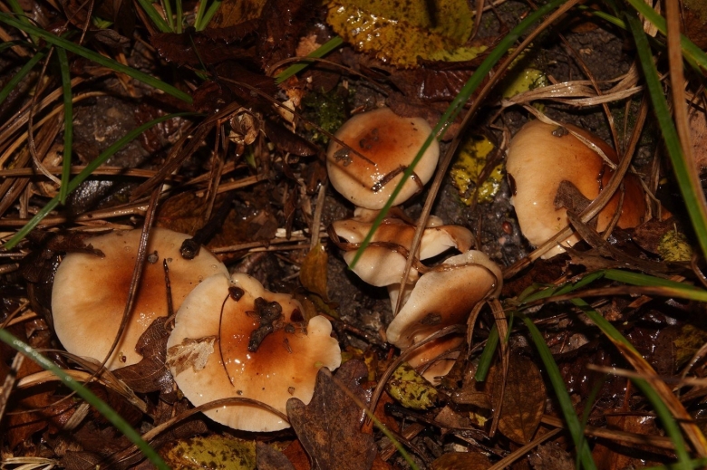 Говорушка рыже бурая