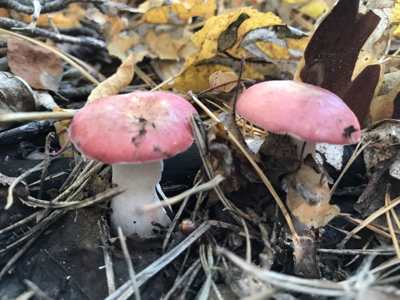 Грибы Башкирии