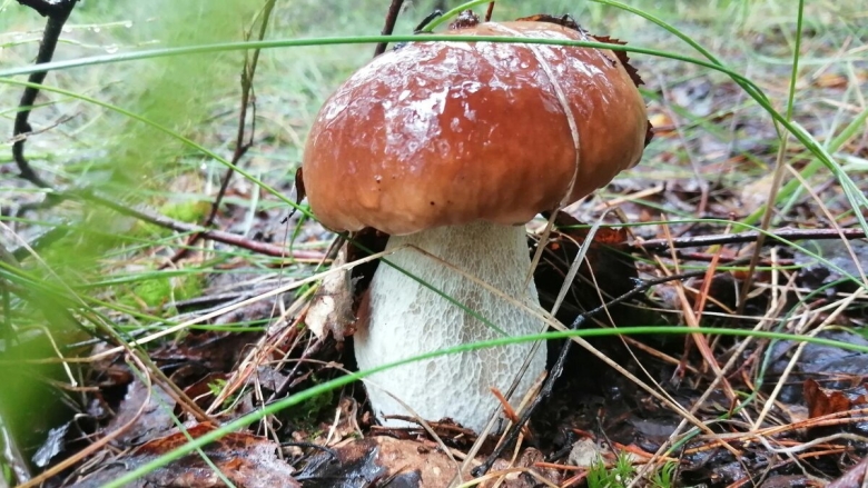 Боровик гриб фото