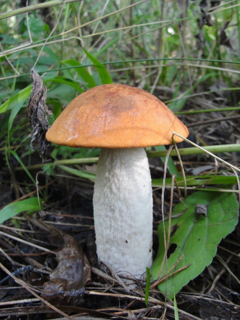 Гриб подосиновик