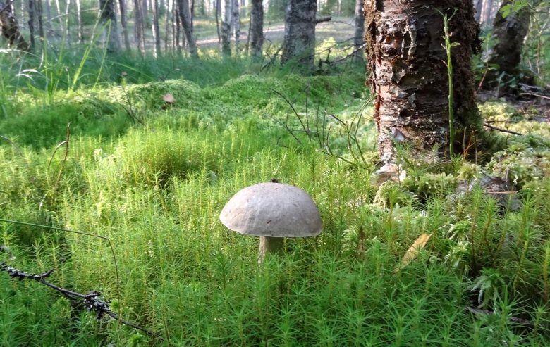 Белый болотный подберезовик