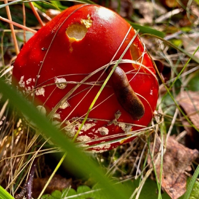 Червивый мухомор