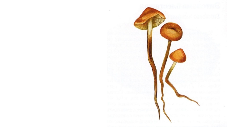 Феоколлибия Дженни