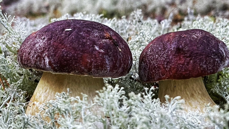 Боровой белый гриб