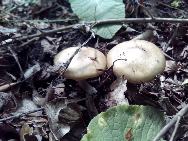 Энтолома Садовая гриб