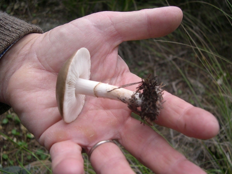 Лимацелла масляная гриб