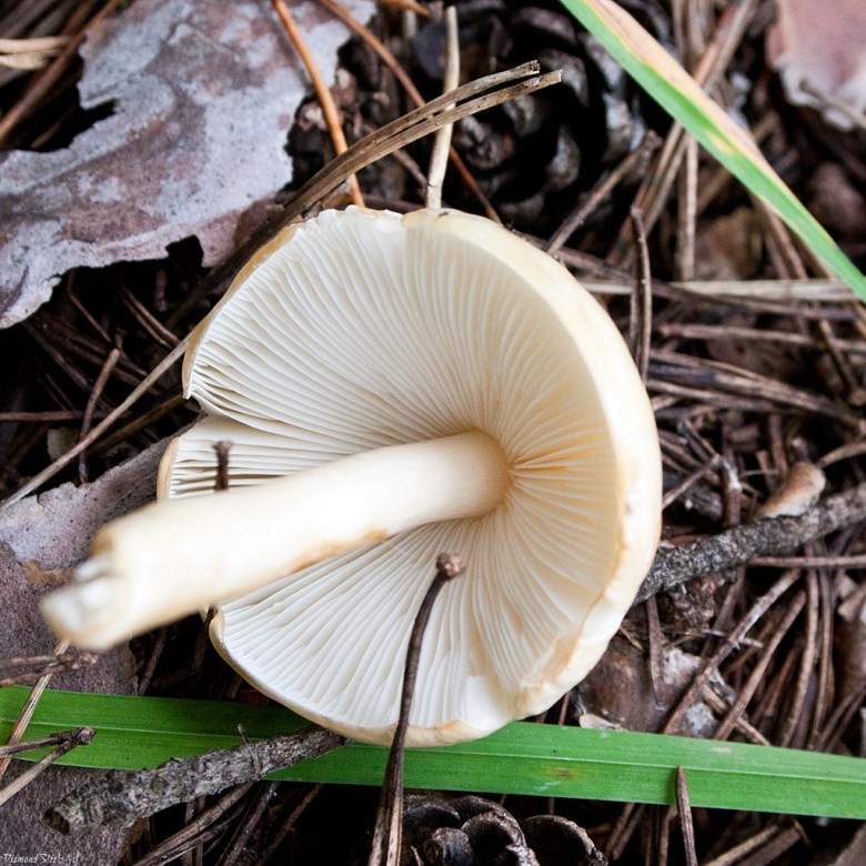 Лимацелла масляная