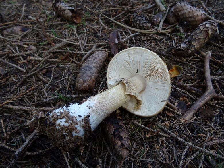 Лимацелла капельная