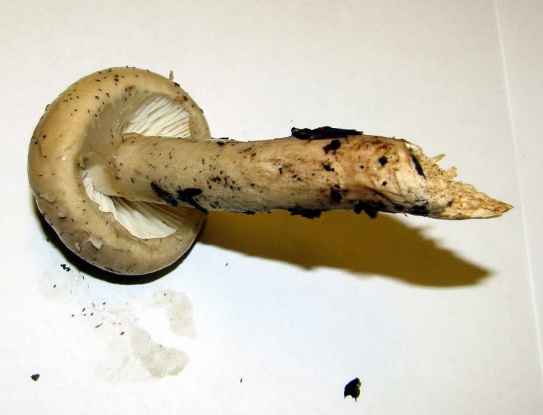 Limacella subfurnacea