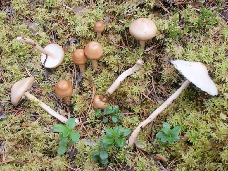 Лимацелла масляная гриб