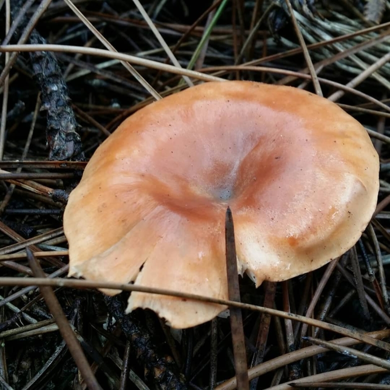 Говорушка рыжая гриб