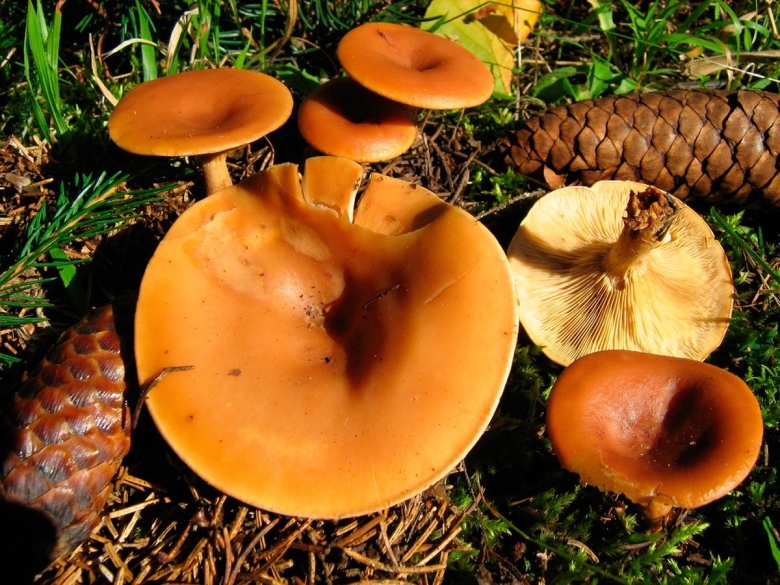 Говорушка буро желтая гриб