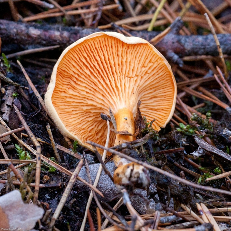 Лисичка ложная Hygrophoropsis aurantiaca