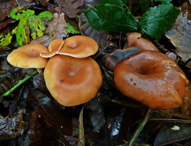 Говорушка рыжая съедобный гриб