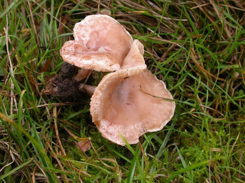 Clitopilus prunulus