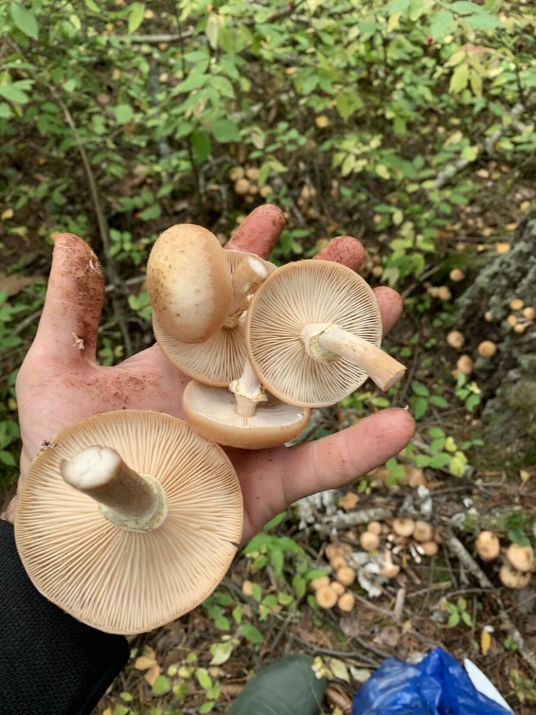 Млечник ольховый гриб