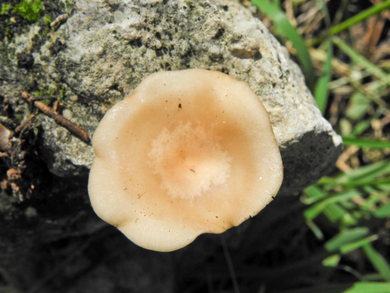 Говорушка бледноокрашенная. clitocybe