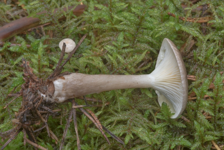 Ampulloclitocybe clavipes