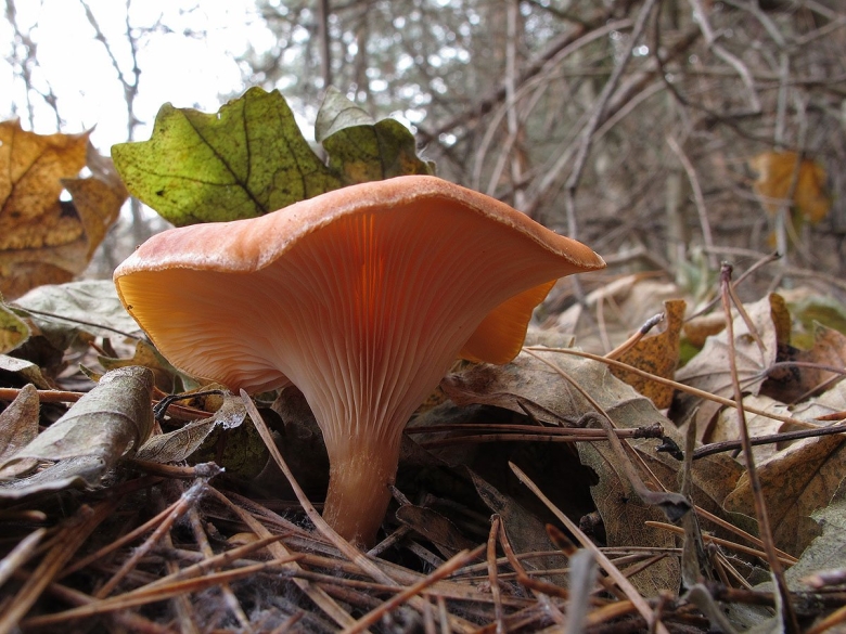 Говорушка рыжая гриб