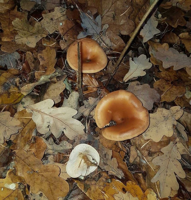 Грибы пластинчатые говорушка серая