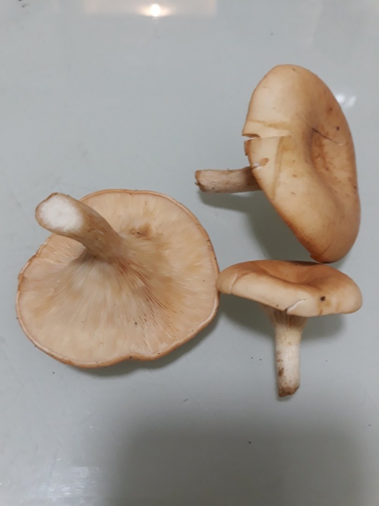 Млечник гриб