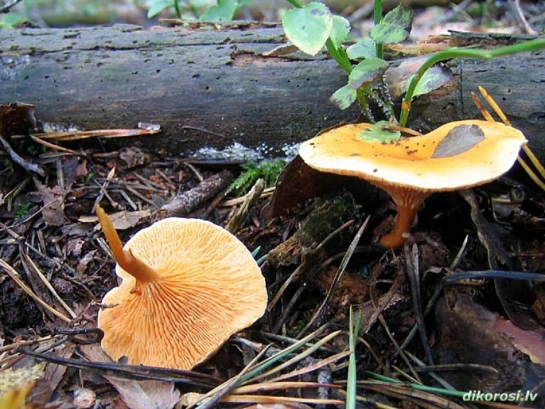 Говорушка оранжевая гриб