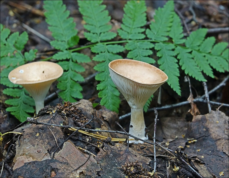 Говорушка подогнутая clitocybe geotropa