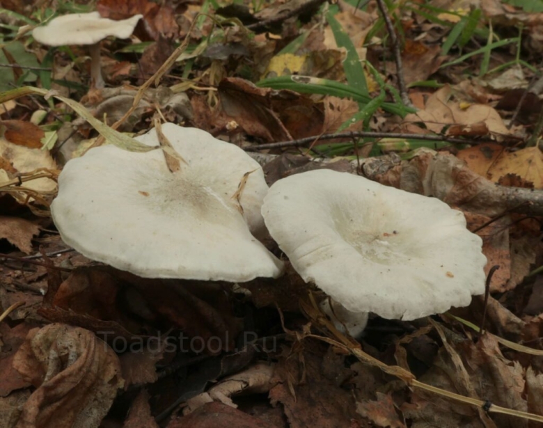 Говорушка ворончатая