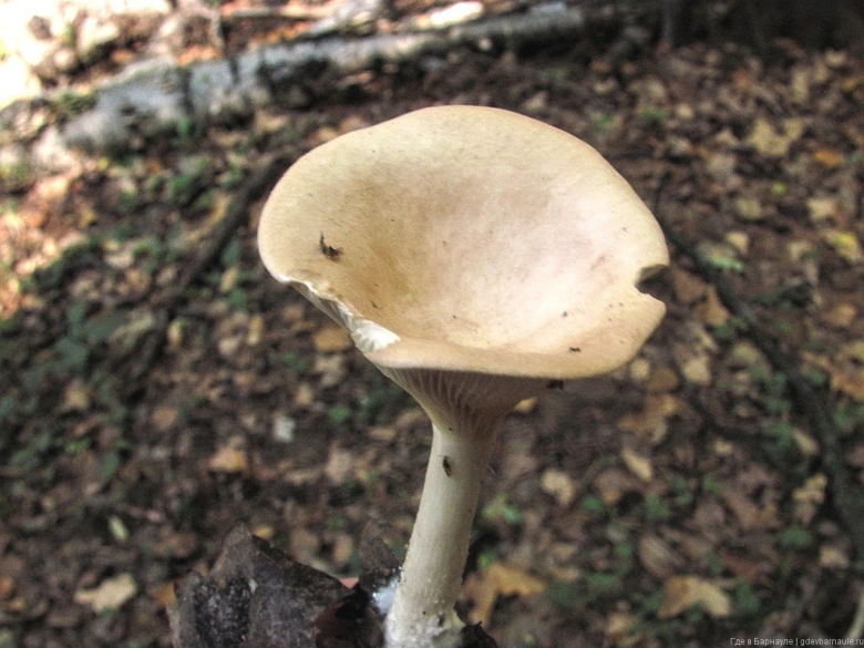 Говорушка блюдцевидная (clitocybe catinus)