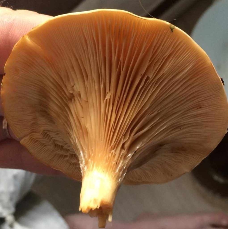 Говорушка буро желтая