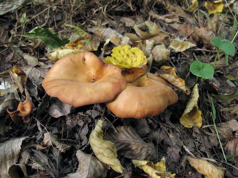 Съедобные грибы Ставропольского края