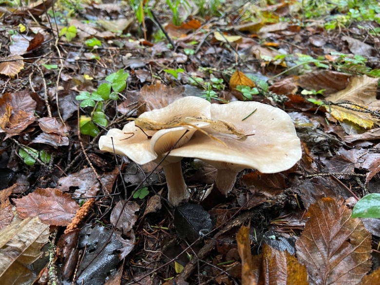 Говорушка дымчатая