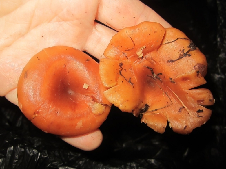 Млечник рыжик гриб