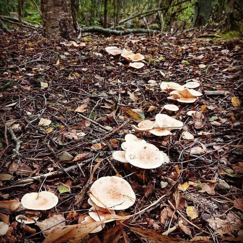 Говорушка рыже-бурая