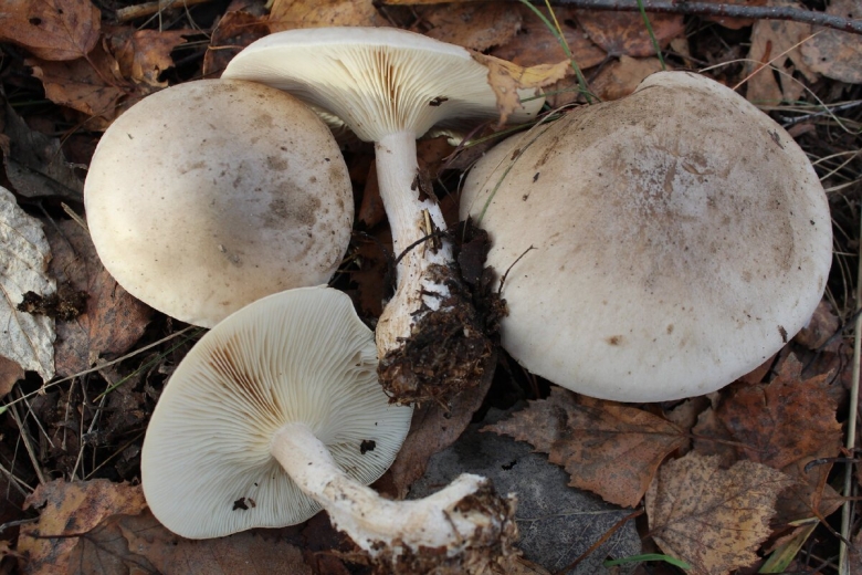 Говорушка белая съедобная