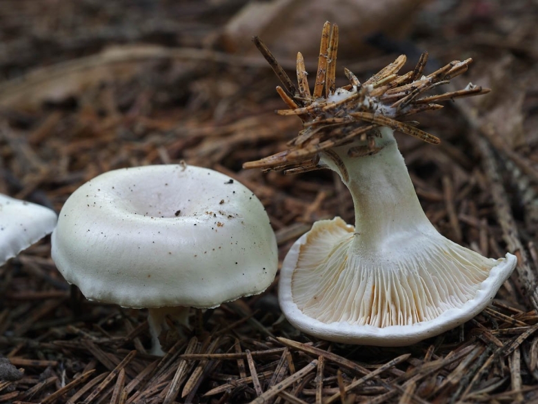 Говорушка беловатая (clitocybe rivulosa)съедобная???